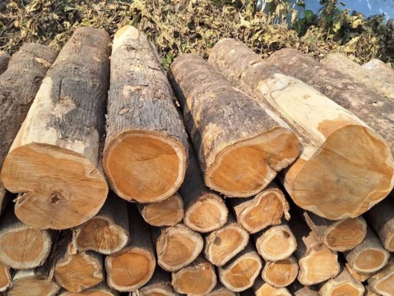 Harga Kayu Jati Terbaru 2026: Kelebihan & Harga per&nbsp;Kubik